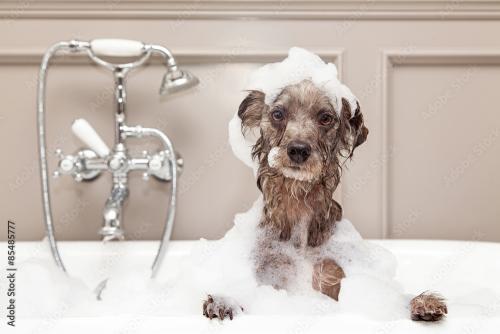 dog in the bath